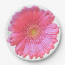 Daisy gerbera rosada