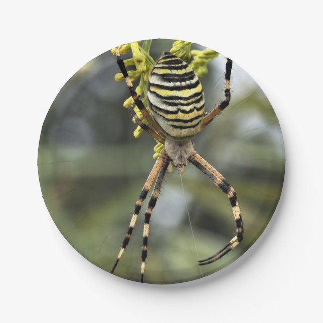 Plato de papel de araña de Halloween (Anverso)