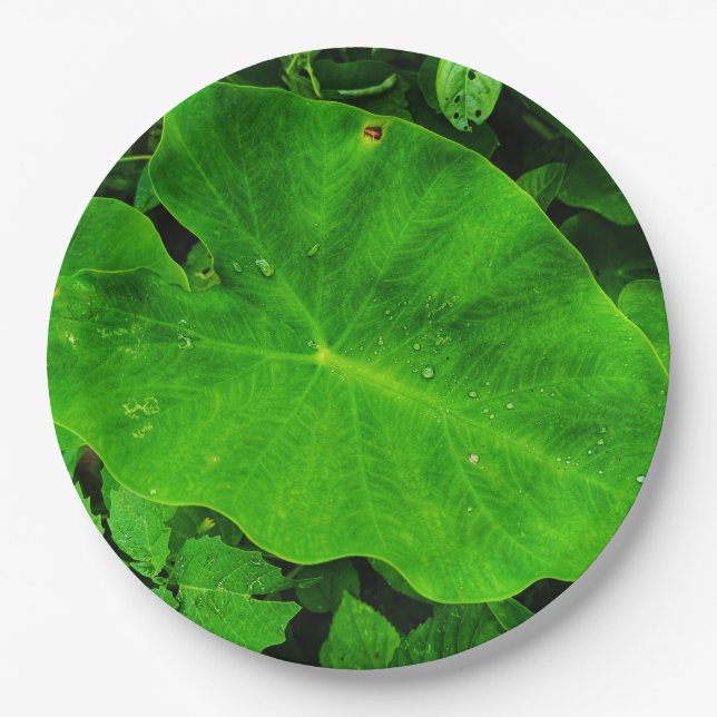 Plato de papel de la naturaleza (Anverso)