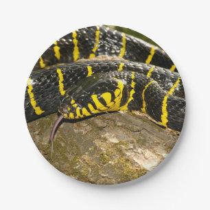 Plato De Papel Dendrophila de Boiga o serpiente del mangle