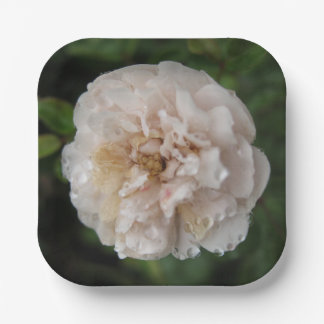 Plato De Papel Dew on a Flower