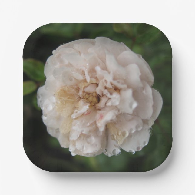 Plato De Papel Dew on a Flower (Anverso)