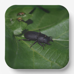 Plato De Papel Dorcus parallelipipedus , el escarabajo de menor t