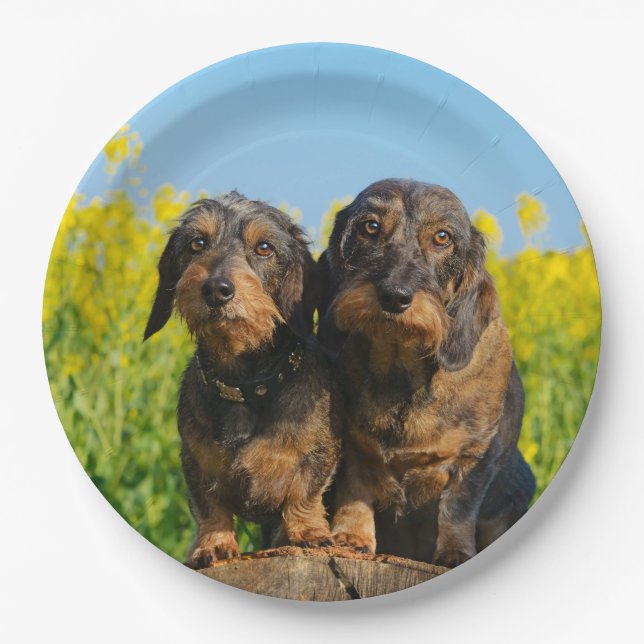 Plato De Papel Dos pequeños perros Dachshunds Mascota de amigos D (Anverso)