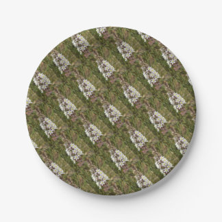 Plato De Papel Drimia Maritima O Island Onion Art