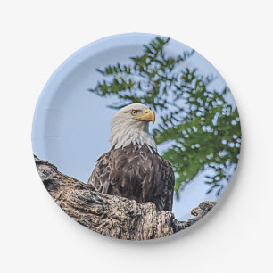 Plato De Papel Eagle calvo en una rama de árbol