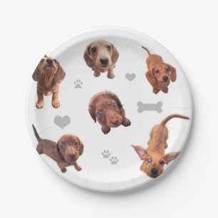 Plato De Papel El dachshund rojo del chocolate de Eridox dapple