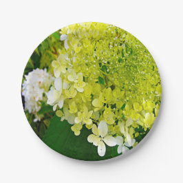 Plato De Papel Elegante Chartreuse Green Limelight Hydrangea