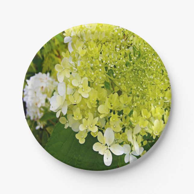 Plato De Papel Elegante Chartreuse Green Limelight Hydrangea (Anverso)