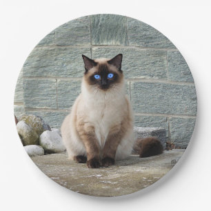 Plato De Papel Elegante foto de gato siamés