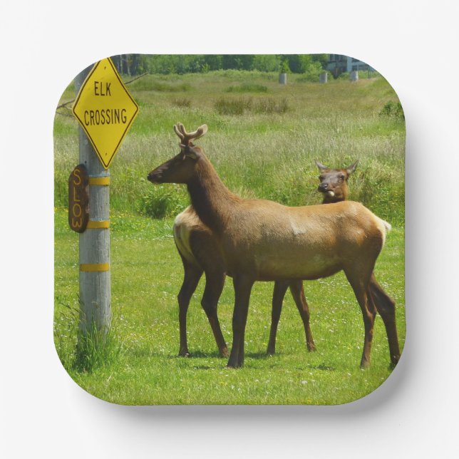 Plato De Papel Elk Crossing California Wildlife Photography (Anverso)