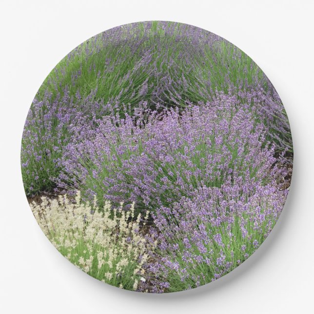 Plato De Papel Encantadora Lavanda (Anverso)