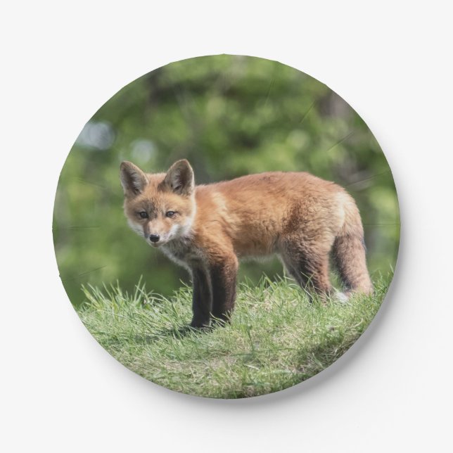 Plato De Papel Equipo del Fox rojo (Anverso)