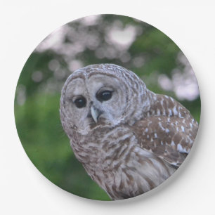 Plato De Papel Espíritu Del Búho