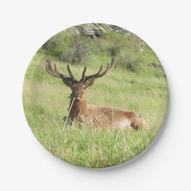 Plato De Papel Estadios de Nueva Zelanda (Anverso)