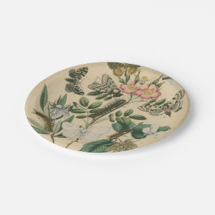 Plato De Papel Etapas de la vida de la mariposa por el estudio de