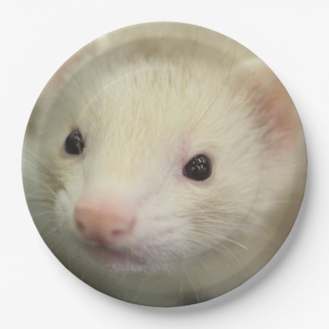 Plato De Papel Ferret face (Anverso)
