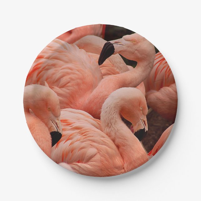 Plato De Papel Flamencos rosados (Anverso)