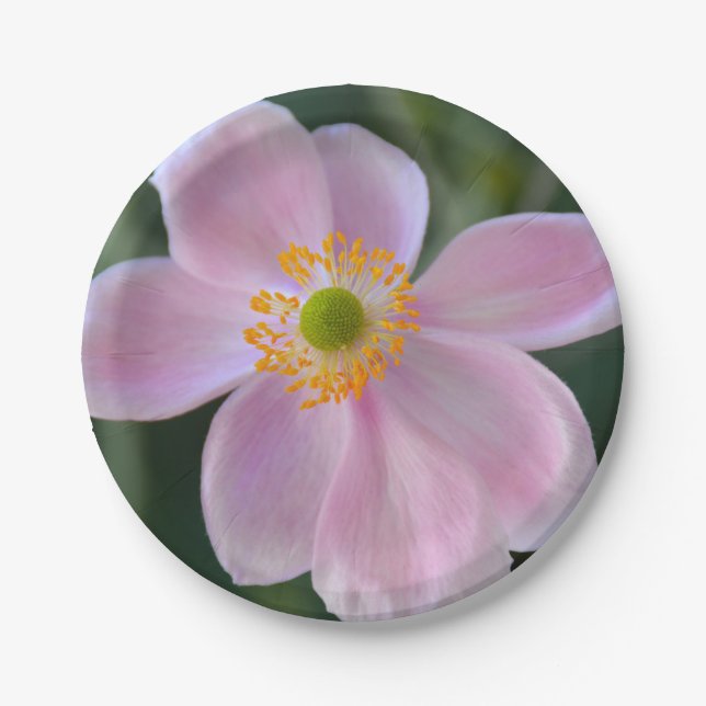 Plato De Papel Flor anémica rosa japonesa (Anverso)