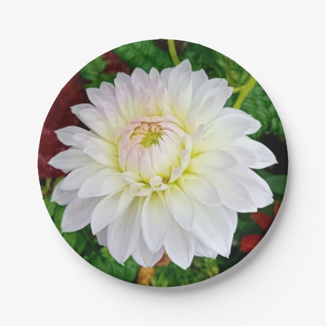 Plato De Papel Flor blanca y rosa (Anverso)