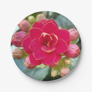 Plato De Papel Flor de Kalanchoe