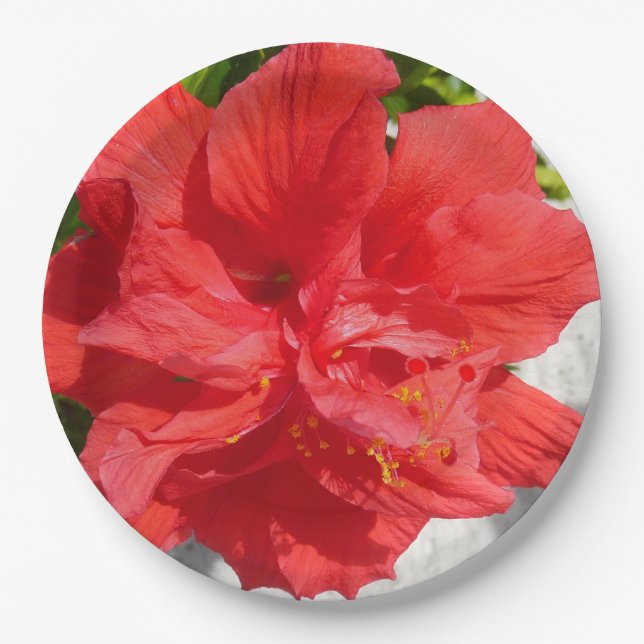 Plato De Papel Flor doble roja hibiscus (Anverso)