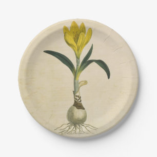 Plato De Papel Flor Jardín Botánico Amaryllis Tulip