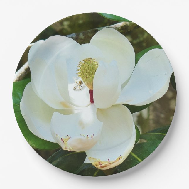 Plato De Papel Flor magnolia blanca (Anverso)