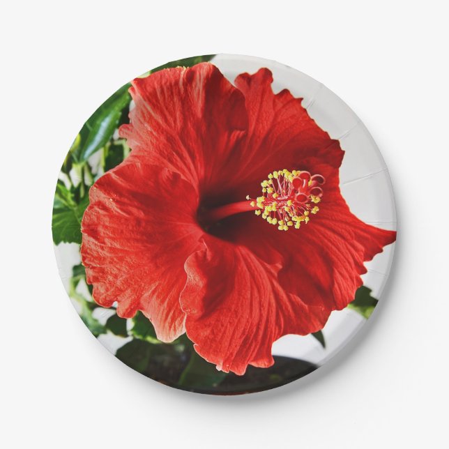 Plato De Papel Flor roja del hibisco (Anverso)