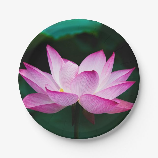 Plato De Papel Flor rosa Lotus (Anverso)