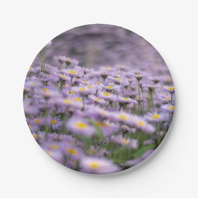 Plato De Papel Flores de Aster Púrpura (Anverso)