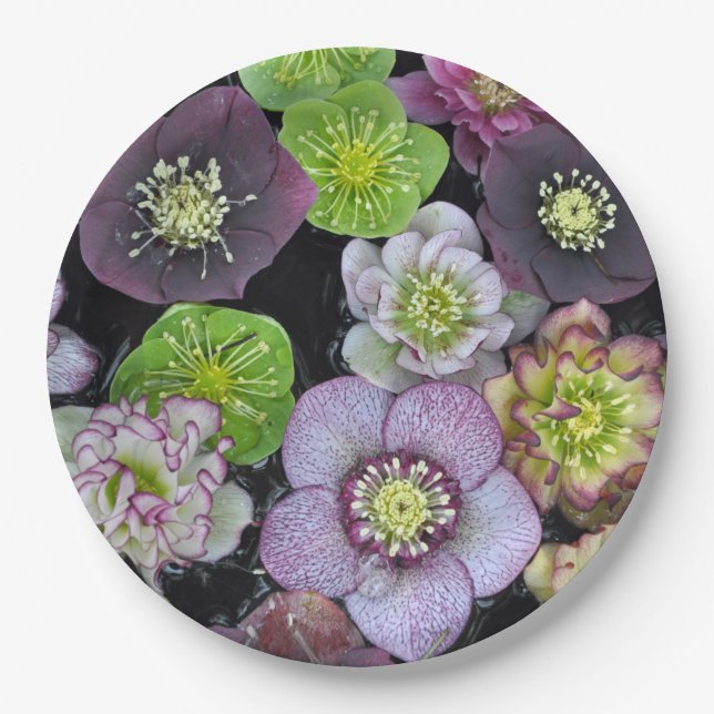 Plato De Papel Flores de hellebore coloridas (Anverso)