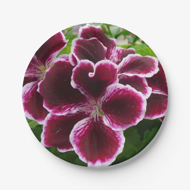 Plato De Papel Flores Regal Geranium Elegante Maroon Floral Lugga (Anverso)