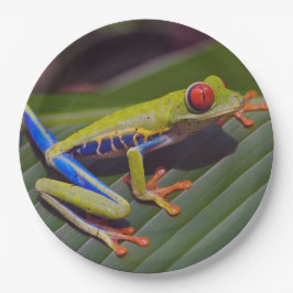 Plato De Papel Foto de Frog Red Eye