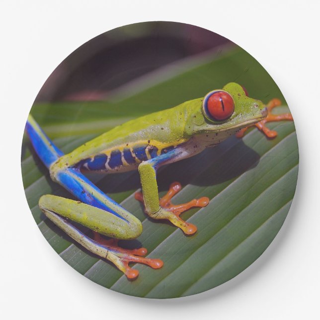 Plato De Papel Foto de Frog Red Eye (Anverso)