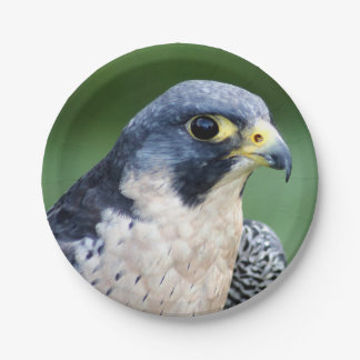 Plato De Papel Foto de la cara del halcón de peregrino