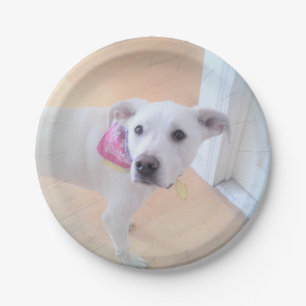 Plato De Papel Foto de la dulce cara de perro lechón blanco.