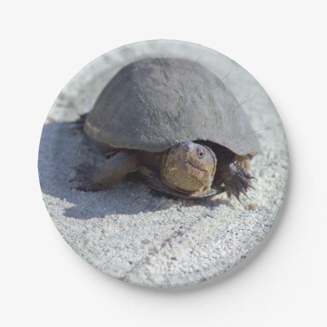Plato De Papel Foto de la tortuga (Anverso)