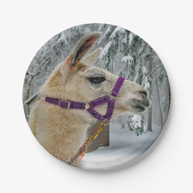Plato De Papel Foto de nieve de Llama (Anverso)