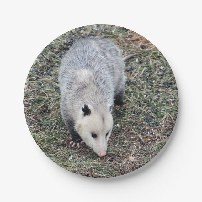 Plato De Papel Foto de Opossum (Anverso)