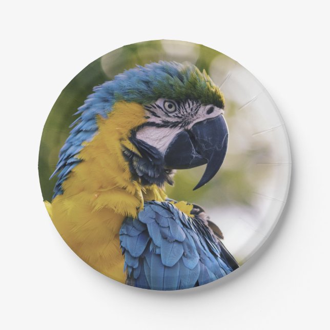 Plato De Papel Foto de perfil de loros (Anverso)