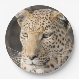 Plato De Papel Foto de retrato de leopardo