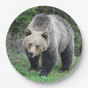 Plato De Papel Foto de vida silvestre Alaska Grizzly Bear