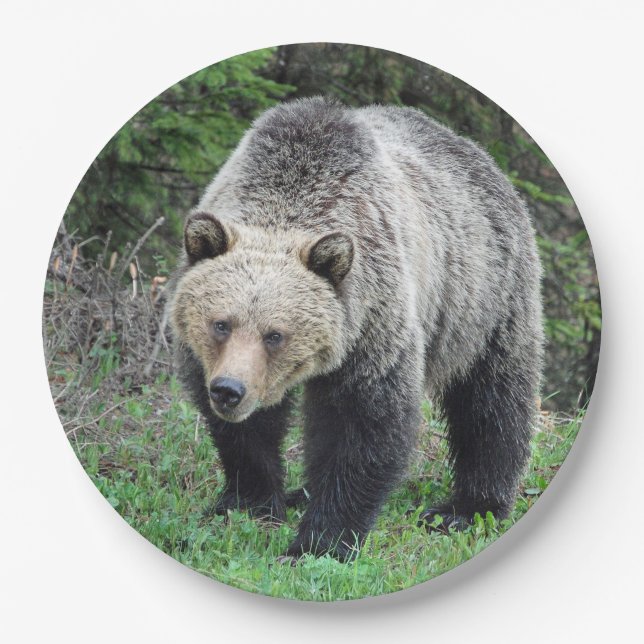 Plato De Papel Foto de vida silvestre Alaska Grizzly Bear (Anverso)
