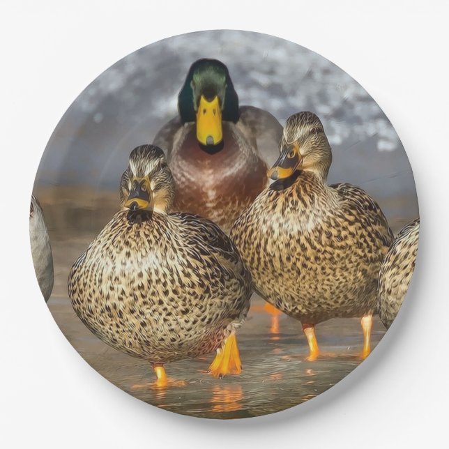 Plato De Papel Foto de Wildlife Mallard Ducks (Anverso)