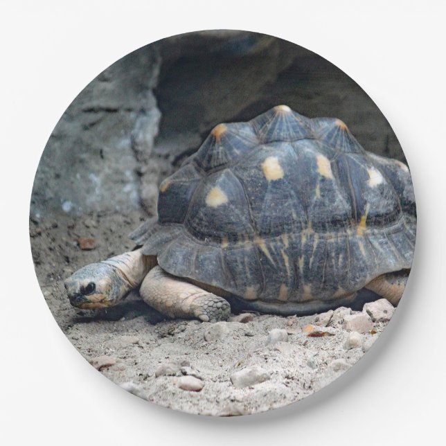 Plato De Papel Foto del reptil tortoise Wildlife (Anverso)