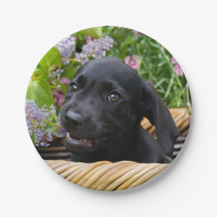 Plato De Papel Foto negra linda del mascota del perrito del perro