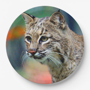 Plato De Papel Fotografía de Bobcat Vida silvestre