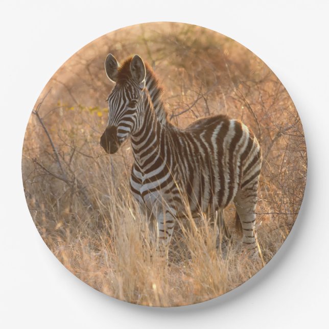 Plato De Papel Fotografía de cebra folia en la mañana del amanece (Anverso)