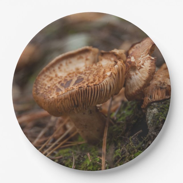 Plato De Papel fotografía de setas (Anverso)